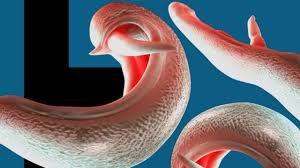 Bədənimizdəki hansı qurdlar   - vitaminlərimizi "yeyir"?