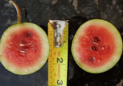 Ana –bala yumurta boyda qarpız    yetişdirir