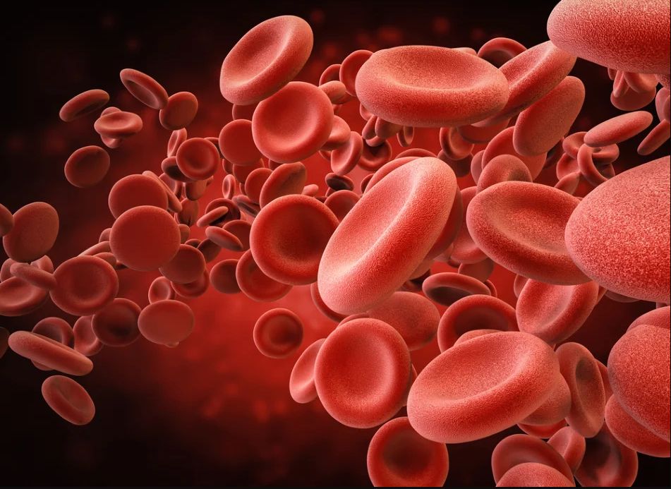 Qanınızın canlı görüntüsü nələrdən xəbər verir? -  FOTO