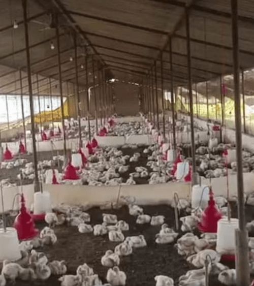 Toydan gələn yüksək səsdən     bir ferma toyuq qırıldı