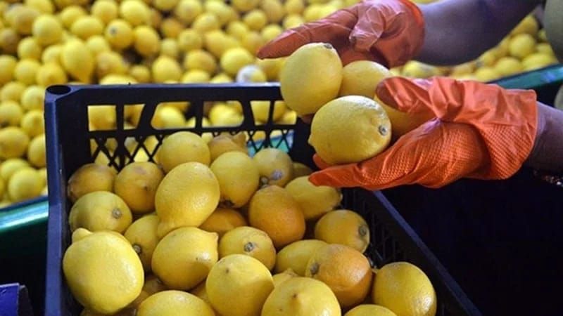 Limon seçərkən buna diqqət edin! 