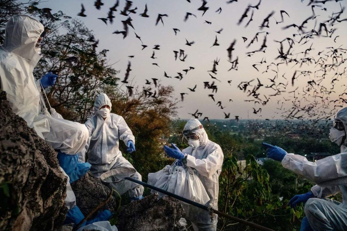 Yarasalarda yeni bir koronavirus variantı  kəşf edildi