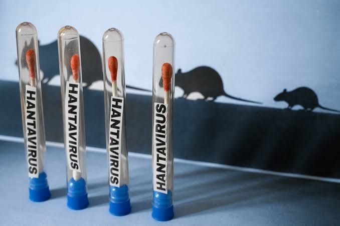 Hantavirus epidemiyası 2 iyulda bitəcək? 