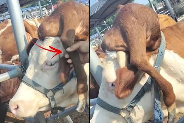 Başında ayaq olan inək  doğuldu - FOTO