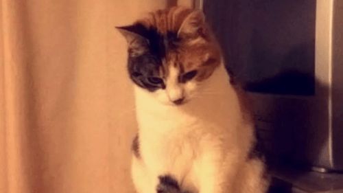 10 ildir itən pişik sahibinin ad günündə    geri qayıtdı