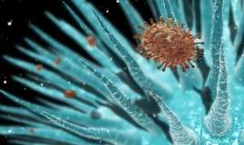 50 min illik virus oyanır  - Təhlükə