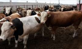 Kreditlə qurban almaq olarmı? -  Cavab