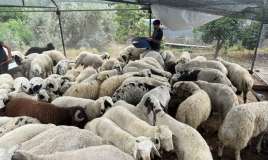 Qurbanlıq heyvanlara yaxşı baxın:  Qarnı şişdirsə...