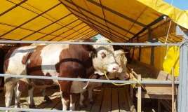 Qurban nə vaxta qədər kəsilə bilər?  