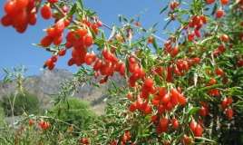 Goji berry nədir? -  Goji giləmeyvəsinin faydaları