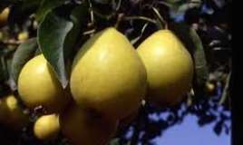 Qaraciyəri araqdan qoruyan meyvə     tapıldı