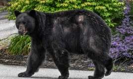Yaponiya ayıların hücumuna qarşı ordu yeridir 