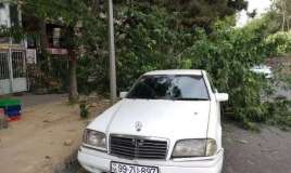 Bakıda 3 nəfərin üzərinə çinar ağacı aşdı 