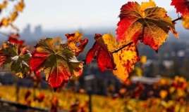 Noyabrın ilk günü hava necə olacaq? 