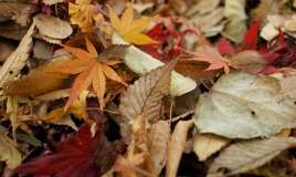 Noyabrın ilk günü hava necə olacaq? 