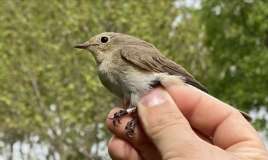  TikTok-un yeni trendi "quş sınağı" -  Münasibətdən xəbər verir