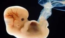 Elmdə ilk:  Qadın və kişi olmadan embrion yaradıldı 