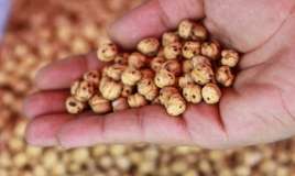 Gündə bir ovuc qovrulmuş noxud yeyin -  Faydaları