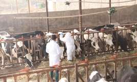 Dabaq xəstəliyinə görə peyvəndləmə işlərinə başlanıldı 