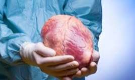 Meyitdən alınan orqan neçə saat yararlıdır? 