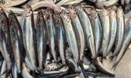 Əgər balığın qarnı belədirsə,  almayın! 