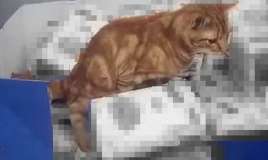 Mağazada ürəkbulandıran görüntülər -  VİDEO