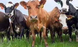 Dabaq xəstəliyinə görə  11 kənd karantinə alındı