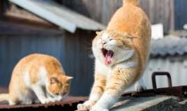 Pişiklərin tez-tez əsnəməsinin  səbəbi budur