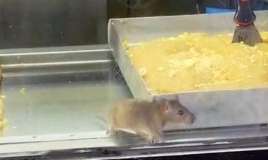 Şirniyyat mağazasında iyrənc görüntülər -  Vitrində siçovul gəzir