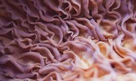 Təhlükəli göbələklərin SİYAHISI  – ÜST