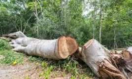 Meşədə üstünə ağac düşdü   - öldü