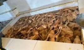 Xırdalanda toyuqları rəngləyib, kənd çolpası adı ilə satan   - ifşa edildi