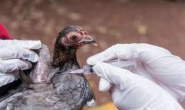 Quş qripinə qarşı növbəti epizootoloji monitorinq olacaq 