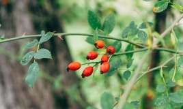 Ürəyin dərmanı, xərçəngdən qoruyan   - ucuz bitki