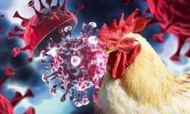 Azərbaycanda quş qripinə yoluxma var? -  Rəsmi açıqlama