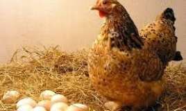 Toyuq yumurtası  bədən yağlarını azaldır 