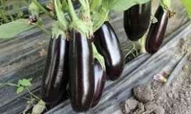  Xərçəngə qarşı badımcan kəşf edildi 