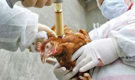 Azərbaycanda quş qripinə qarşı növbəti monitorinqlər keçiriləcək 