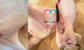 Tükü yaxşı yonulmamış broyler toyuqları təhlükəlidir? -  Açıqlama