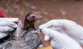 Azərbaycanda quş qripinə yoluxma var? -  Rəsmi açıqlama