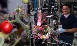 Kosmosda pomidor yetişdirmək mümkündürmü? -  Çindən heyrətamiz məhsul görüntüləri