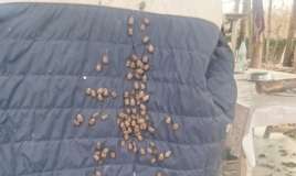 Qəhvəyi mərmər bağacığına qarşı monitorinqlər davam edir 