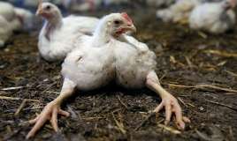 Broyler toyuqlarının orqanizmə    - 7 zərərli təsiri  - DƏHŞƏTLİ FAKTLAR