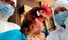 Azərbaycanda quş qripinə qarşı epizootoloji monitorinq keçiriləcək 