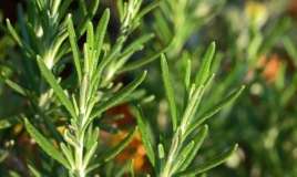 Unutqanlığa faydalı bitki -  Tələbələr otağa qoysun