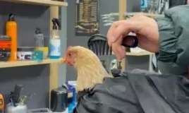 Bərbərin toyuğu qırxması gündəm oldu -  "Bayrama hazırdır" - FOTO