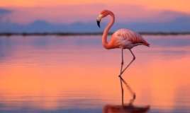 Viral olan flaminqo testi:  Bir ayaq üstündə neçə saniyədə dayanmaq olar?