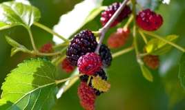 Qanda şəkəri idarə edən təbii vasitə  - Sınayın