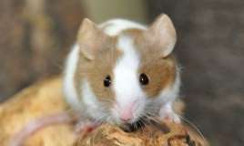 Bu heyvanı tək saxlamaq olmaz  – Səbəb