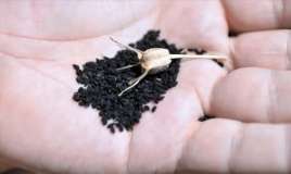 Peyğəmbərin təriflədiyi toxum:  Hər gün 2-3 ədəd udun